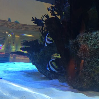 Shark Pit Bar & Grill - Couple of cute fish in the humongo fish tank - New American Near Me - Cocoa Beach, Florida Shark Pit Bar & Grill - Couple of cute fish in the humongo fish tank - New American Near Me - Cocoa Beach, Florida