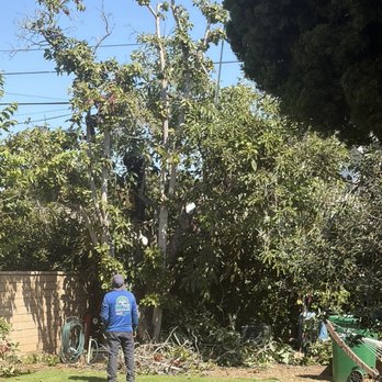 Bro Tree Service - Tree Services Near Me - Anaheim, California