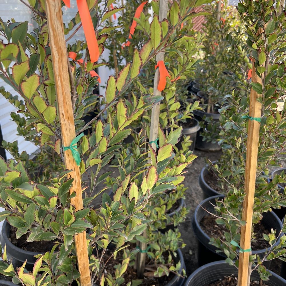 Brown edging around all leaves. Brown edging around all leaves.