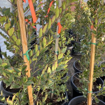 Quality Growers - Brown edging around all leaves. - Nurseries & Gardening Near Me - Corona, California