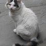 Photo of Magic Touch Professional Dog & Cat Grooming