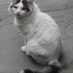Magic Touch Professional Dog & Cat Grooming - Ghost before grooming
