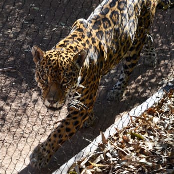 Phoenix Zoo - Jaguar - Zoos Near Me - Phoenix, Arizona Phoenix Zoo - Jaguar - Zoos Near Me - Phoenix, Arizona