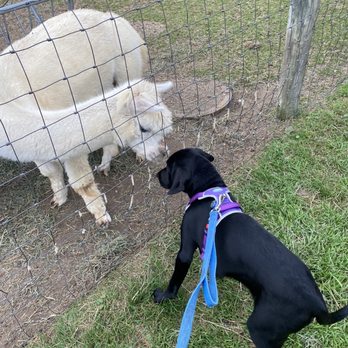 Jason's Vineyard - Kilo and his new buddy - Wineries Near Me - Jamesport, New York Jason's Vineyard - Kilo and his new buddy - Wineries Near Me - Jamesport, New York