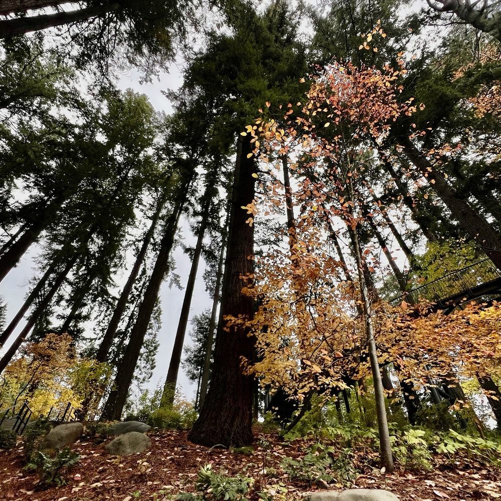 Leach Botanical Garden - Trees - Botanical Gardens Near Me - Portland, Oregon