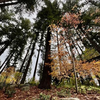 Leach Botanical Garden - Trees - Botanical Gardens Near Me - Portland, Oregon