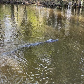 Airboat Adventures - Alligator - Boat Tours Near Me - Lafitte, Louisiana