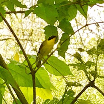 Schodack Island State Park - Beautiful bird next to our camper - Parks Near Me - Schodack Landing, New York Schodack Island State Park - Beautiful bird next to our camper - Parks Near Me - Schodack Landing, New York