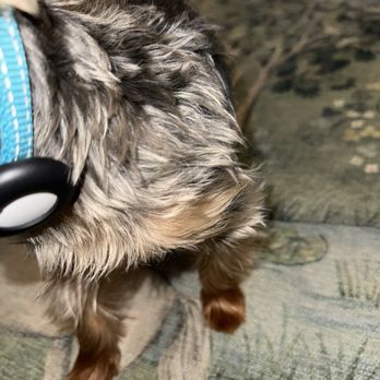 21 Pooch - Pet Groomers Near Me - Los Angeles, California