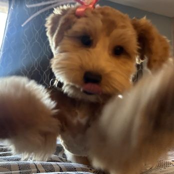 Fluff Bar - Pet Groomers Near Me - Scottsdale, Arizona