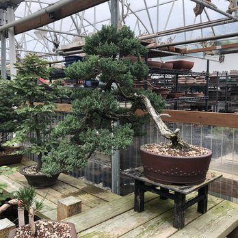 Bonsai Northwest - Nurseries & Gardening Near Me - Puyallup, Washington Bonsai Northwest - Nurseries & Gardening Near Me - Puyallup, Washington