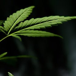 Oklahoma Medical Cannabis Information Resource Center - OMCIRC your one stop shop for Dr. recs.