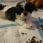 Photo of Commerce Animal Hospital