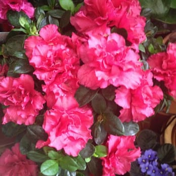 Los Ramitos - Florists Near Me - Seville, SE Los Ramitos - Florists Near Me - Seville, SE