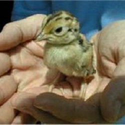 B & D Game Farm - Day old pheasant chick