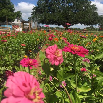 Froberg's Farm - Pick Your Own Farms Near Me - Alvin, Texas Froberg's Farm - Pick Your Own Farms Near Me - Alvin, Texas
