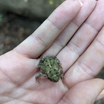 Heritage Park - Frog - Parks Near Me - Farmington Hills, Michigan