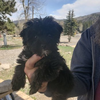 Perfect Pets - too much fun! - Pet Breeders Near Me - Centennial, Colorado