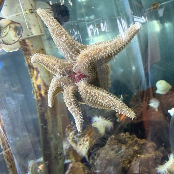 Marine Life Center - Photo in a tank of a sea star against the aquarium glass - Aquariums Near Me - Bellingham, Washington Marine Life Center - Photo in a tank of a sea star against the aquarium glass - Aquariums Near Me - Bellingham, Washington