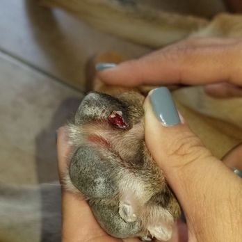 PetSmart - Bloody nail - Pet Groomers Near Me - Torrance, California