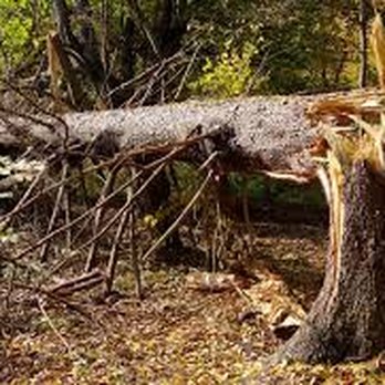 Etna Tree Service - a fallen tree in the woods - Tree Services Near Me Etna Tree Service - a fallen tree in the woods - Tree Services Near Me
