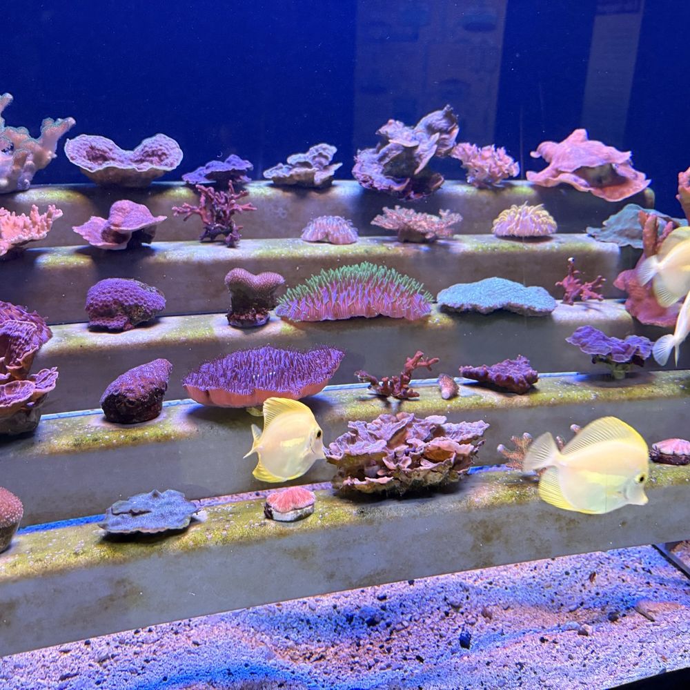 Maui Ocean Center - Rescuing various coral - Aquariums Near Me - Wailuku, Hawaii Maui Ocean Center - Rescuing various coral - Aquariums Near Me - Wailuku, Hawaii