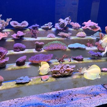 Maui Ocean Center - Rescuing various coral - Aquariums Near Me - Wailuku, Hawaii Maui Ocean Center - Rescuing various coral - Aquariums Near Me - Wailuku, Hawaii