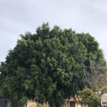 German Tree Service - Tree Services Near Me - Corona, California German Tree Service - Tree Services Near Me - Corona, California