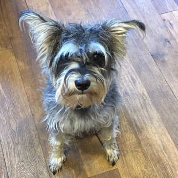 Wet Paws Mobile Grooming - ALFIE BEFORE HIS GROOMING - Pet Groomers Near Me Wet Paws Mobile Grooming - ALFIE BEFORE HIS GROOMING - Pet Groomers Near Me