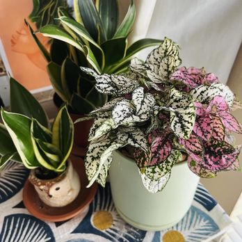 Eden House Botanicals - My plant is doing so good - Nurseries & Gardening Near Me - Austin, Texas