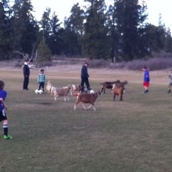 Spokane Polo Club - Goats!