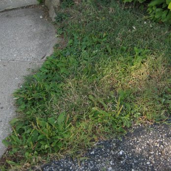 Solar Earth Lawn Care - Near front steps. Long grass and weeds. - Lawn Services Near Me Solar Earth Lawn Care - Near front steps. Long grass and weeds. - Lawn Services Near Me
