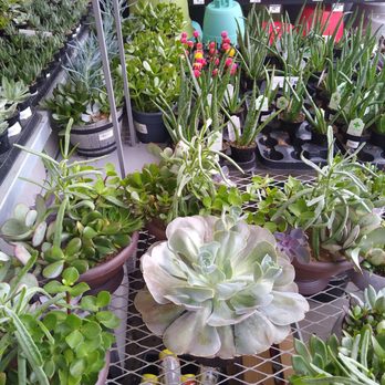 The Home Depot - Plant shopping! - Hardware Stores Near Me - Midwest City, Oklahoma The Home Depot - Plant shopping! - Hardware Stores Near Me - Midwest City, Oklahoma