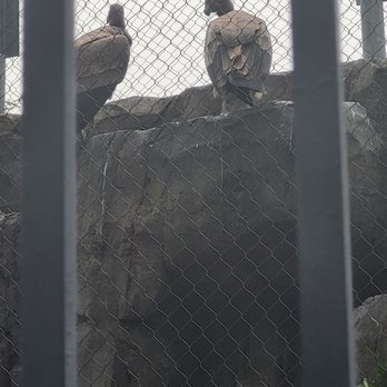 National Aviary - Outside exhibit, really big birds - Zoos Near Me - Pittsburgh, Pennsylvania