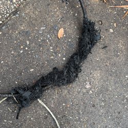 Zip To Zip Plumbing  - Roots cut in main sewer line.