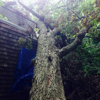 Timber Pros Tree Care - storm damage - Tree Services Near Me - Baltimore, Maryland Timber Pros Tree Care - storm damage - Tree Services Near Me - Baltimore, Maryland