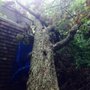 Photo of Timber Pros Tree Care