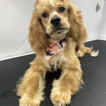 Curt's Mobile Grooming - Pet Groomers Near Me Curt's Mobile Grooming - Pet Groomers Near Me