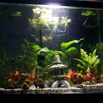 Midway Tropical Fish & Pets - Pet Stores Near Me - Kent, Washington Midway Tropical Fish & Pets - Pet Stores Near Me - Kent, Washington