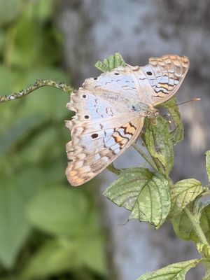 Mounts Botanical Garden by null