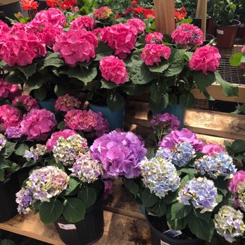 GREEN ACRES NURSERY & SUPPLY - Updated December 2024 - 133 Photos & 23