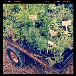 A Simpler Place Farm & Market - My Mothers Garden - Organic Potted Herbs