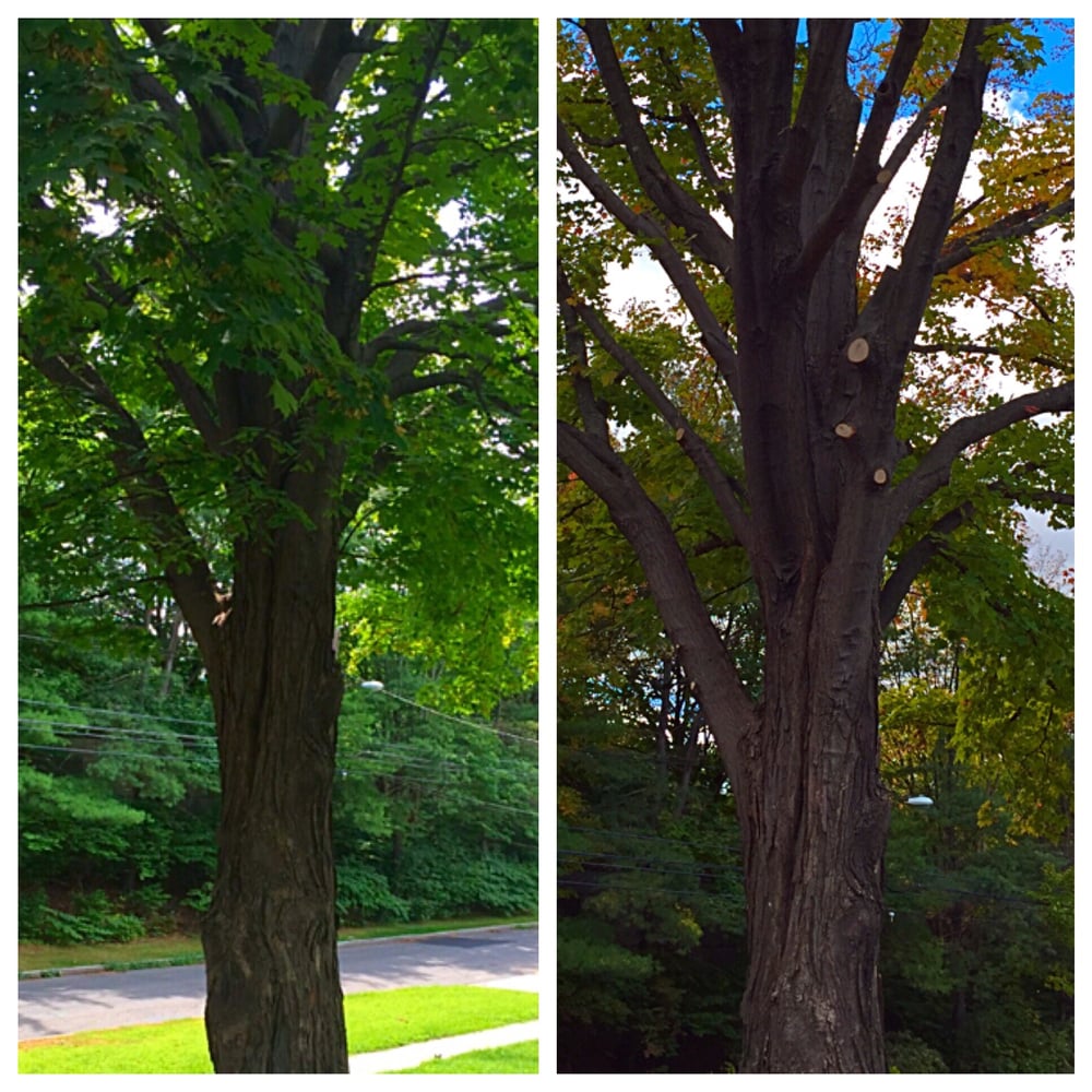 Dave's Tree and Landscaping Services - tree service in Holden, MA