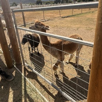 Hawk Ranch - Alpaca - Venues & Event Spaces Near Me - Murrieta, California