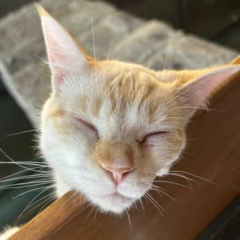 Seattle Meowtropolitan - Seattle Meowtropolitan - Themed Cafes Near Me - Seattle, Washington