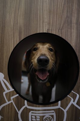 Bark Social by null