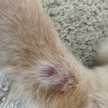 Adrian's Mobile Grooming - Our pup is a nervous licker/chewer, didn't catch him .. keep an eye on you pup if they are new to it. No fault of the groomer. - Pet Groomers Near Me - Livermore, California