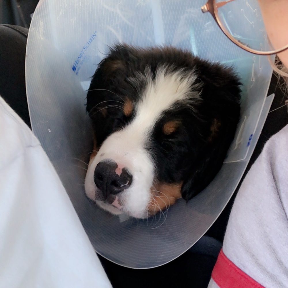 Riverview Animal Hospital - Veterinarians Near Me - Durango, Colorado Riverview Animal Hospital - Veterinarians Near Me - Durango, Colorado