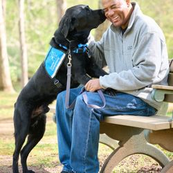 Canine Companions
