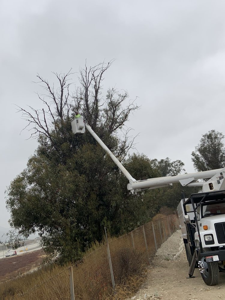 CROWN TREE SERVICE LONGVIEW Updated September 2024 Request a Quote